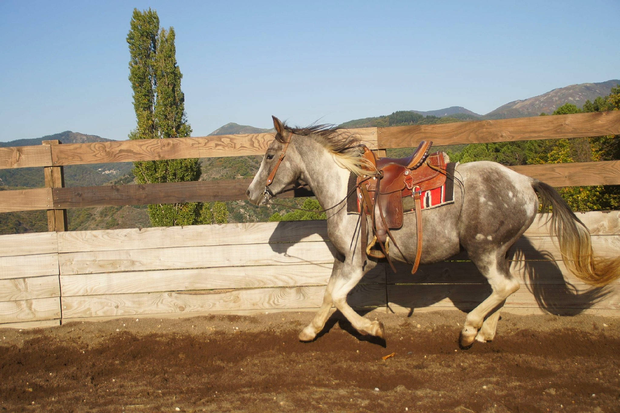 Glasgow a rejoint le concours — aidez-le/la à gagner de superbes lots ! ecoregion, grassland, horse, landscape, livestock, mammal, mane, mare, mustang_horse, pack_animal, pasture, ranch, recreation, rural_area, stallion, vertebrate, wildlife