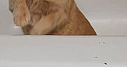 Cheddar Bob joined the competition — help win amazing prizes! cat, ginger_cat, tabby, animal, pet, bathroom, bathtub, indoor, sitting, standing_paw, raised_paw, fur, whiskers, ears, eyes, portrait, closeup, white_bathtub, home, funny