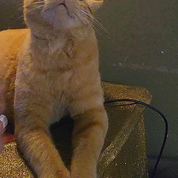 Cheddar Bob