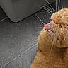 cat, orange_cat, ginger_cat, feline, whiskers, tongue, licking, sleepy, relaxed, fur, close_up, portrait, indoor, tile_floor, appliance, home, sitting, animal, pet, funny