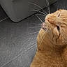 cat, orange_cat, ginger, feline, pet, animal, whiskers, fur, fluffy, sitting, indoors, floor, tile, gray, closeup, portrait, looking_up, face, ears, home