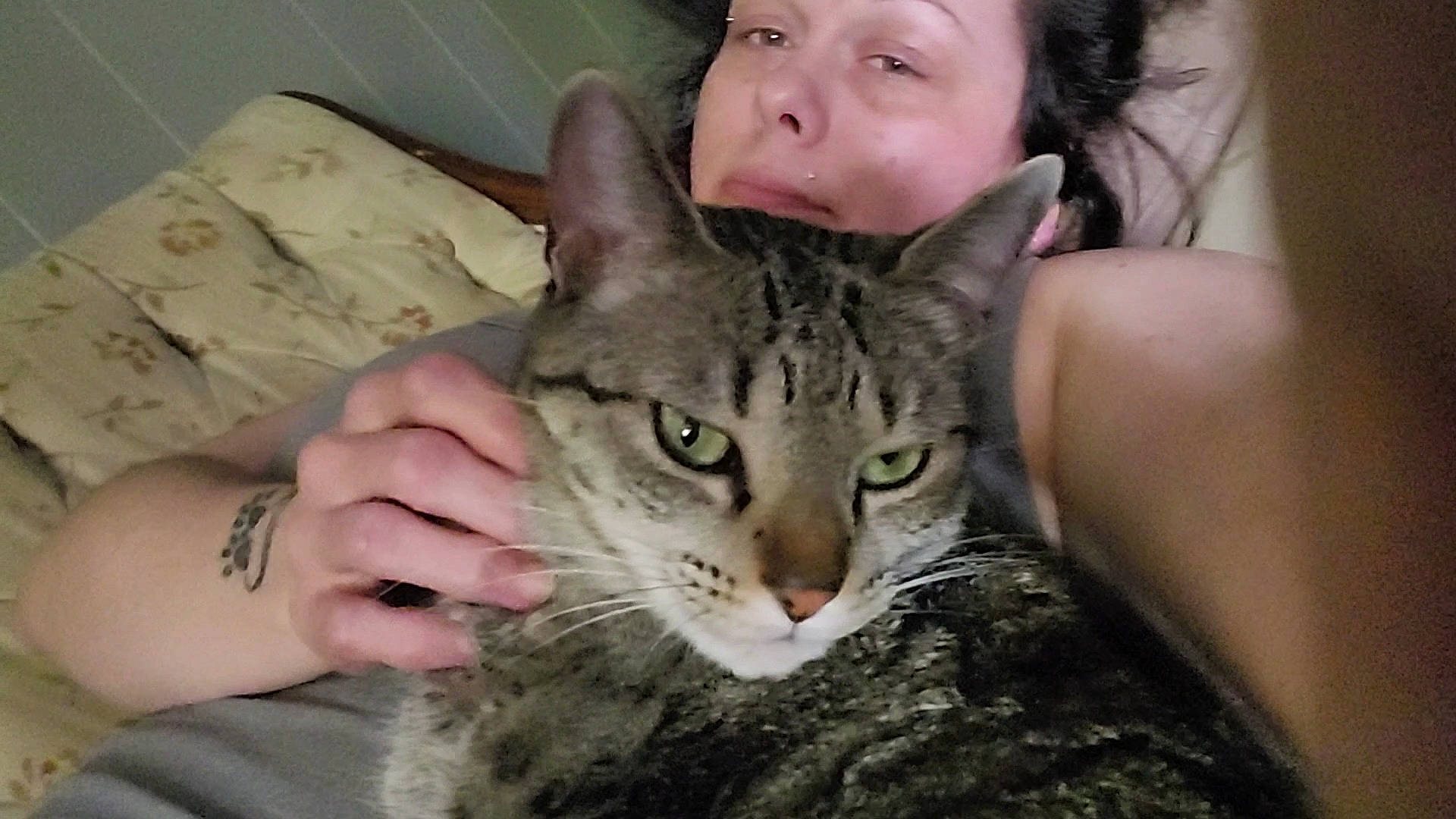 Katniss Everdeen joined the competition — help win amazing prizes! carnivore, cat, domestic_short_haired_cat, ear, eye, felidae, fur, gesture, iris, organ, photo_caption, small_to_medium_sized_cats, snout, whiskers