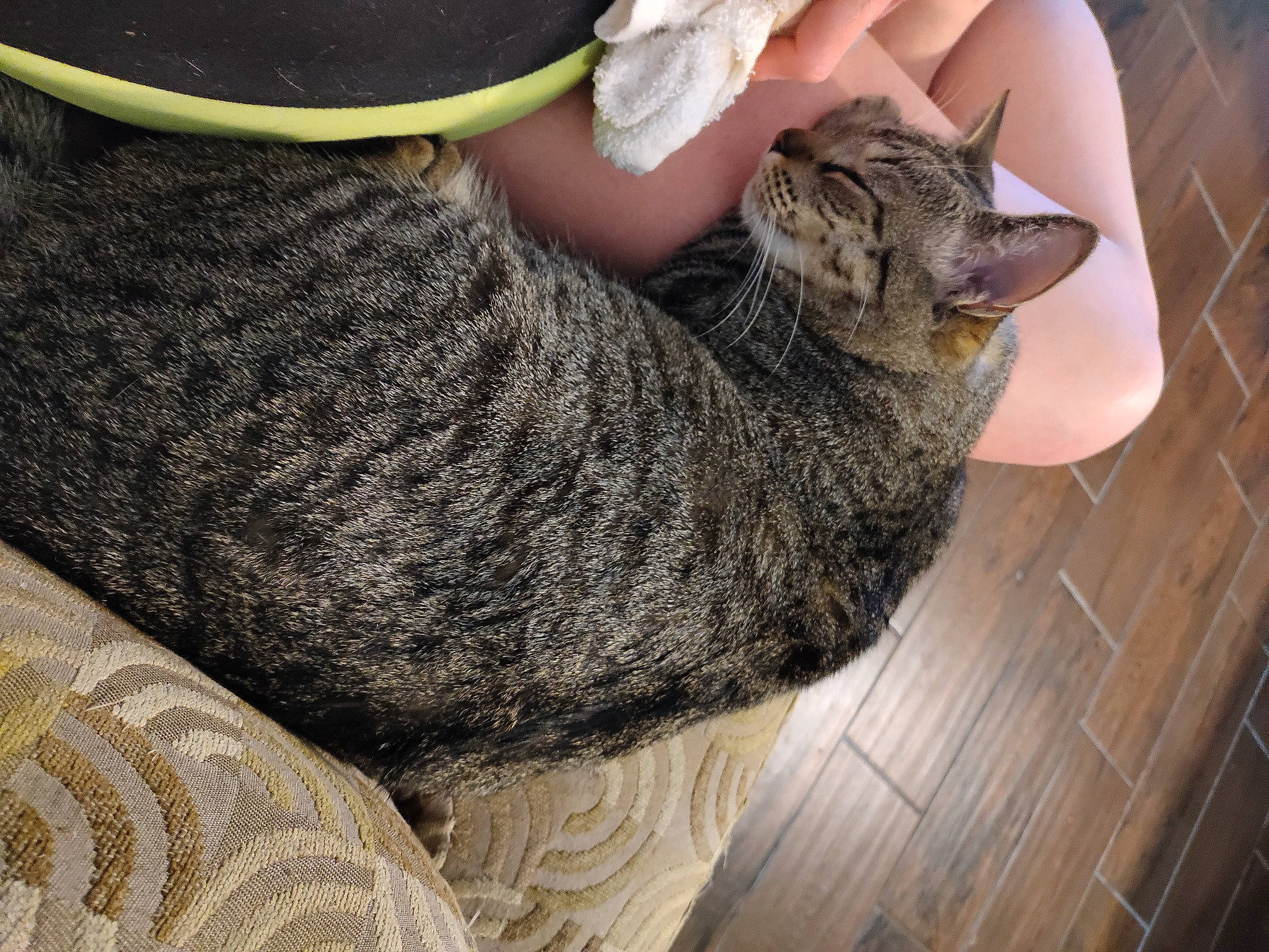 Katniss Everdeen joined the competition — help win amazing prizes! carnivore, cat, comfort, domestic_short_haired_cat, fawn, felidae, fur, grass, grey, hardwood, human_leg, nail, sitting, small_to_medium_sized_cats, snout, tail, terrestrial_animal, whiskers, wildlife, wood