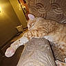 Jax is registered to the contest to win money with this photo: cat, orange_tabby, pet, feline, striped_fur, sleeping, relaxed, stretching, paw, pink_paw_pads, couch, upholstery, indoor, living_room, home, warm_lighting, closeup, domestic_animal, resting, photography