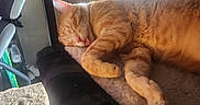 Jax is registered to the contest to win money with this photo: cat, orange_cat, sleeping, sleepy, furry, pet, animal, indoors, chair, sunlight, window, relaxed, lying_down, paws, whiskers, closed_eyes, cozy, home, portrait, photography