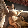 cat, ginger_cat, orange_tabby, feline, pet, animal, portrait, lounging, sitting, relaxed, sunlight, indoor, armchair, upholstery, patterned_fabric, whiskers, ears, paws, long_tail, cozy
