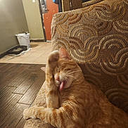 Jax joined the competition — help win amazing prizes! cat, orange_cat, tabby, pet, animal, grooming, licking, paw, sleepy, relaxed, couch, cushion, indoor, living_room, home, wood_floor, tile_floor, furniture, whiskers, funny_pose