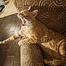 Jax is registered to the contest to win money with this photo: cat, orange_tabby, yawning, sleepy, lounging, armchair, cushion, indoor, home, wooden_floor, fur, whiskers, ears, paws, striped_fur, relaxed, warm_lighting, pet, funny_expression, animal_portrait
