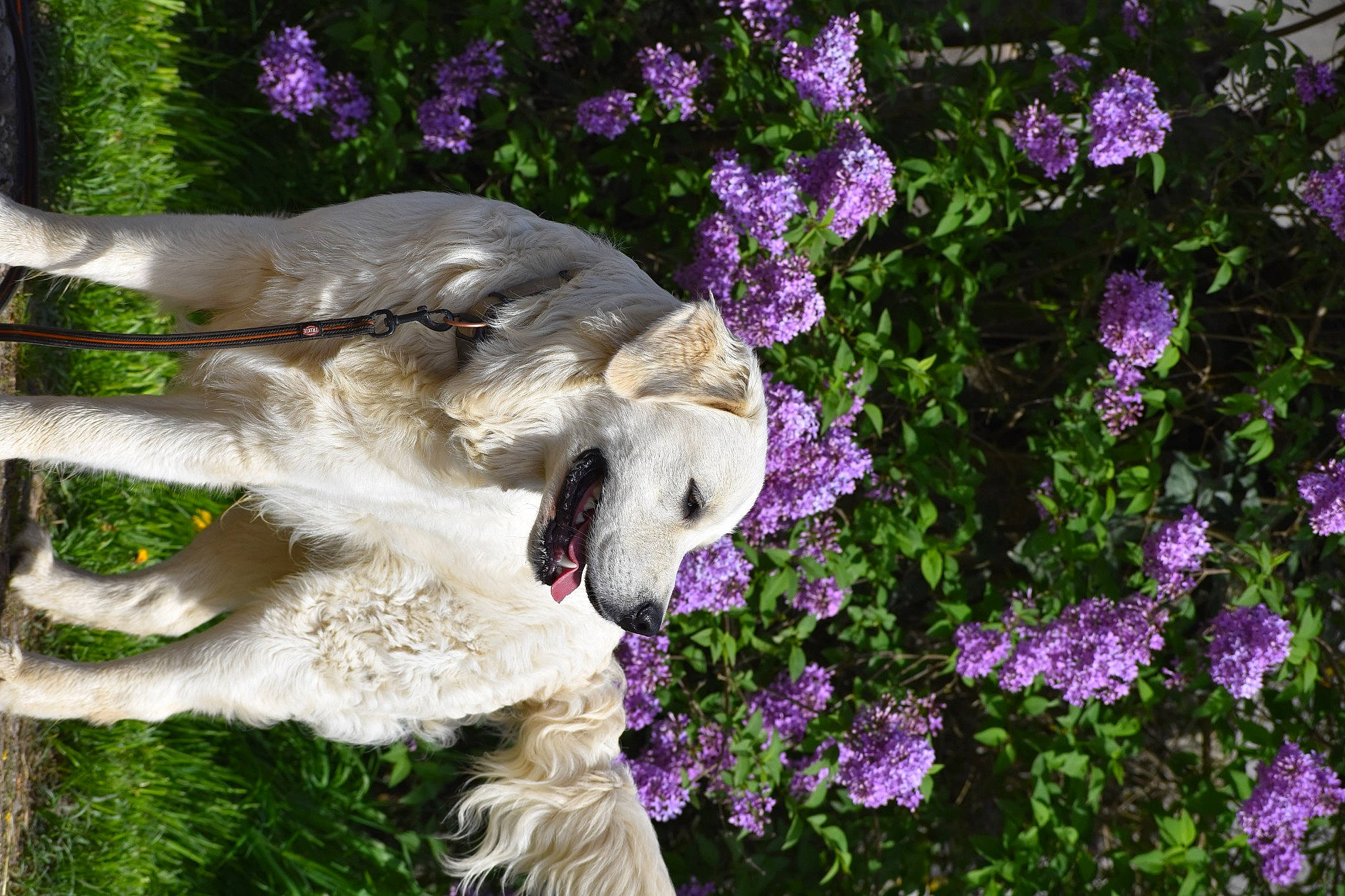 Uzu participe au concours pour gagner de l'argent avec cette photo : annual_plant, art, botany, carnivore, dog, fawn, flower, flowering_plant, garden, grass, groundcover, herbaceous_plant, lawn_ornament, petal, plant, purple, sculpture, shrub, spring, toy