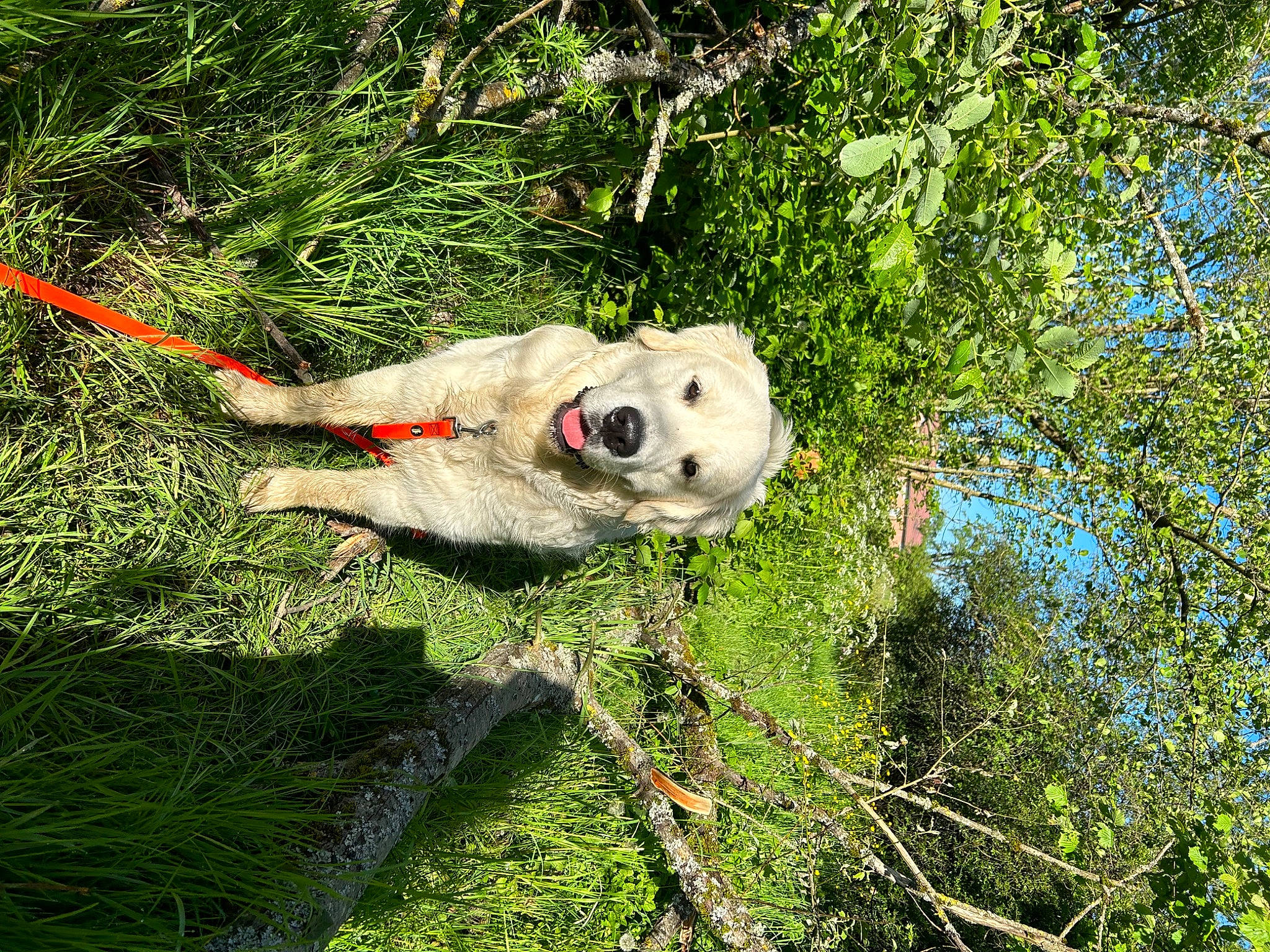 Uzu participe au concours pour gagner de l'argent avec cette photo : canidae, carnivore, collar, companion_dog, dog, dog_breed, fawn, grass, grassland, leash, livestock_guardian_dog, plant, polish_tatra_sheepdog, retriever, sporting_group, sports_toy, tail, terrestrial_animal, tree, working_animal