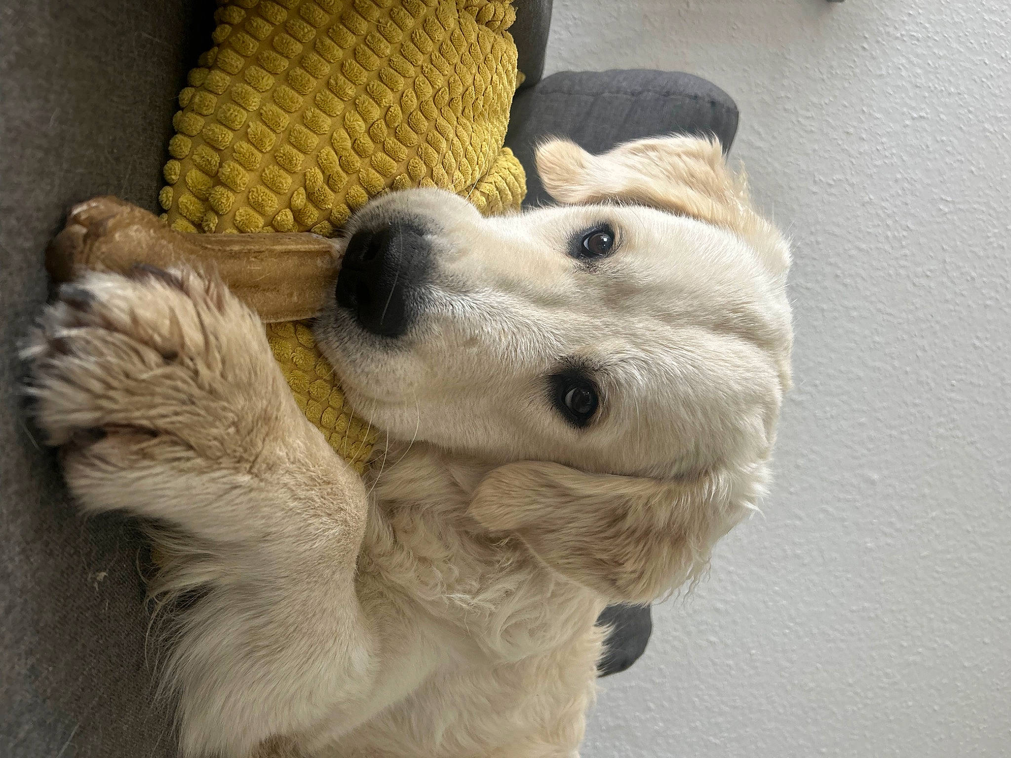 Uzu participe au concours pour gagner de l'argent avec cette photo : basket, canidae, carnivore, companion_dog, dog, dog_breed, dog_collar, dog_supply, ear, fawn, fur, liver, pet_supply, retriever, snout, sporting_group, whiskers, wicker, working_animal