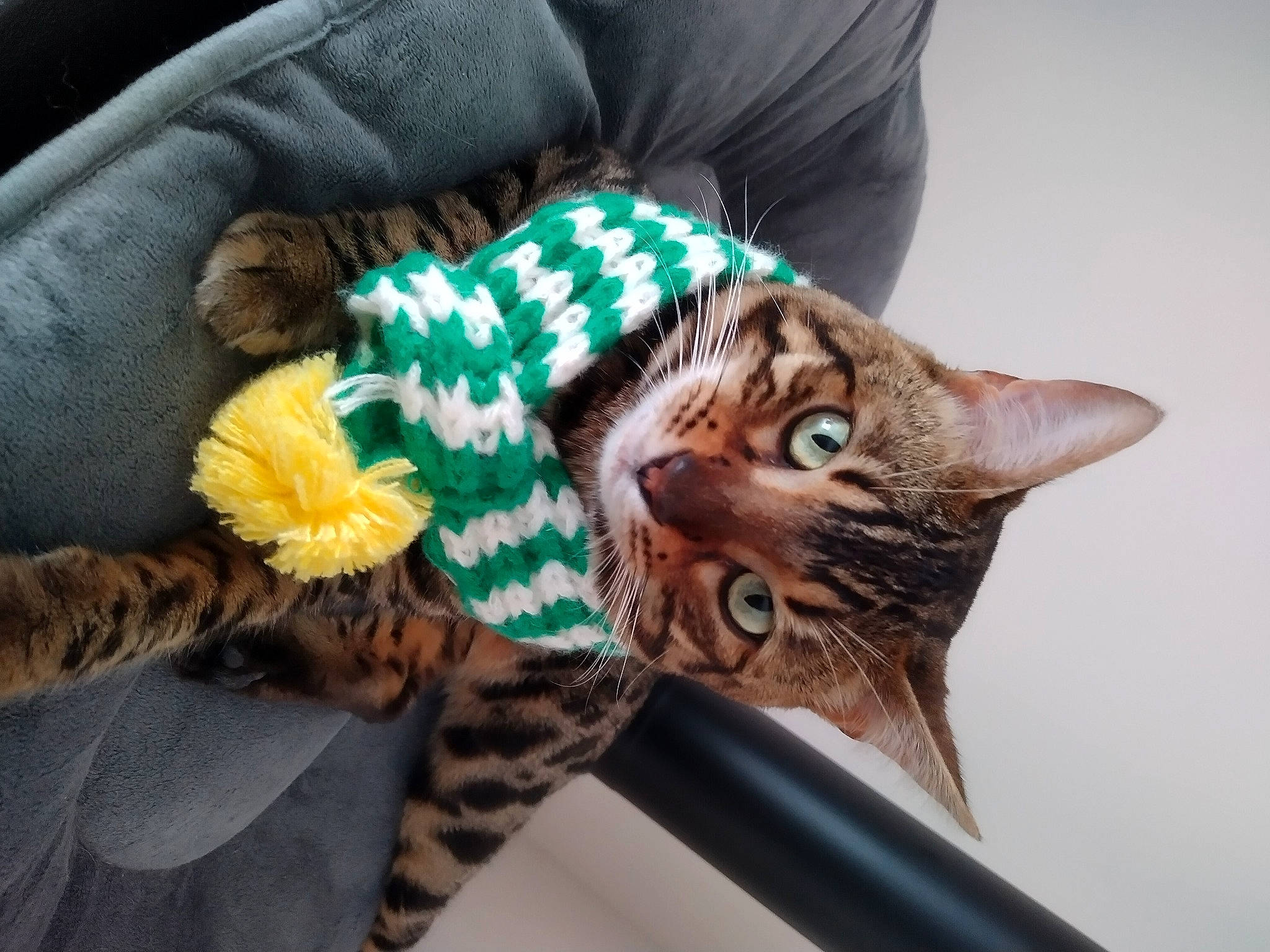 Texas participe au concours pour gagner de l'argent avec cette photo : carnivore, cat, claw, comfort, couch, domestic_short_haired_cat, fashion_accessory, fawn, felidae, fur, glove, linens, paw, sleeve, small_to_medium_sized_cats, tail, toy, tree, vertebrate, whiskers