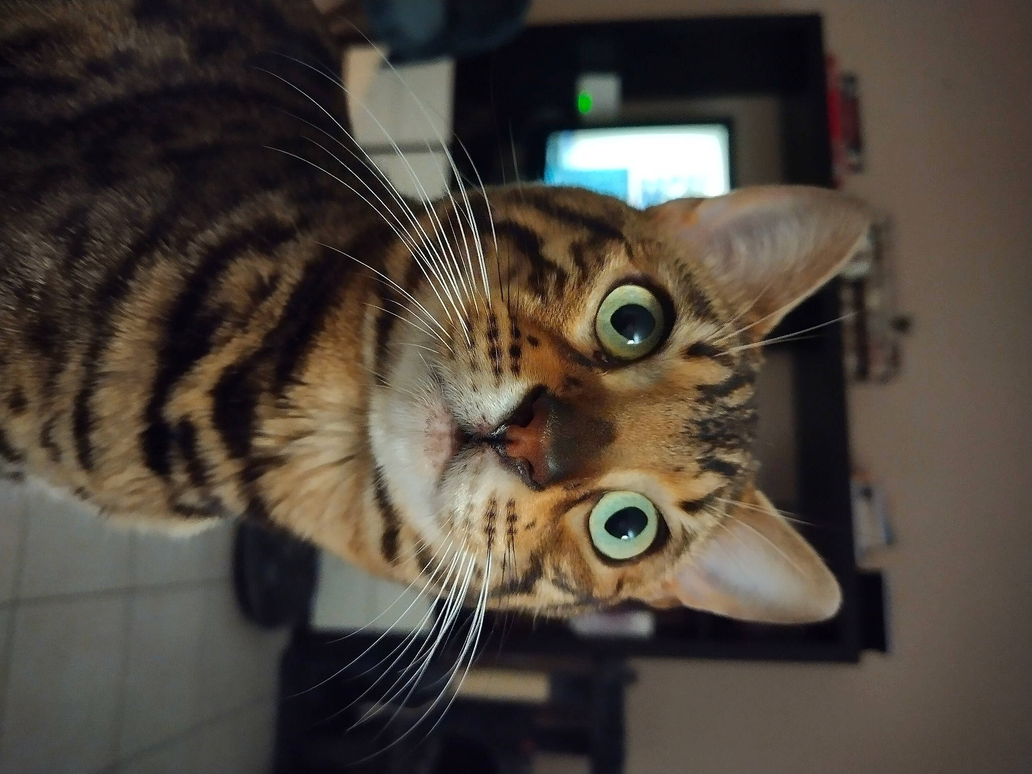 Texas participe au concours pour gagner de l'argent avec cette photo : carnivore, cat, claw, domestic_short_haired_cat, ear, eye, eyelash, fashion_accessory, felidae, fur, metal, paw, small_to_medium_sized_cats, snout, tail, tree, whiskers, wildlife