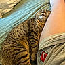 cat, tabby, sleeping, bed, person, leg, cozy, indoor, fur, relaxation, resting, striped, comfort, domestic_cat, pet, cute, animal, soft_light, closeup, human