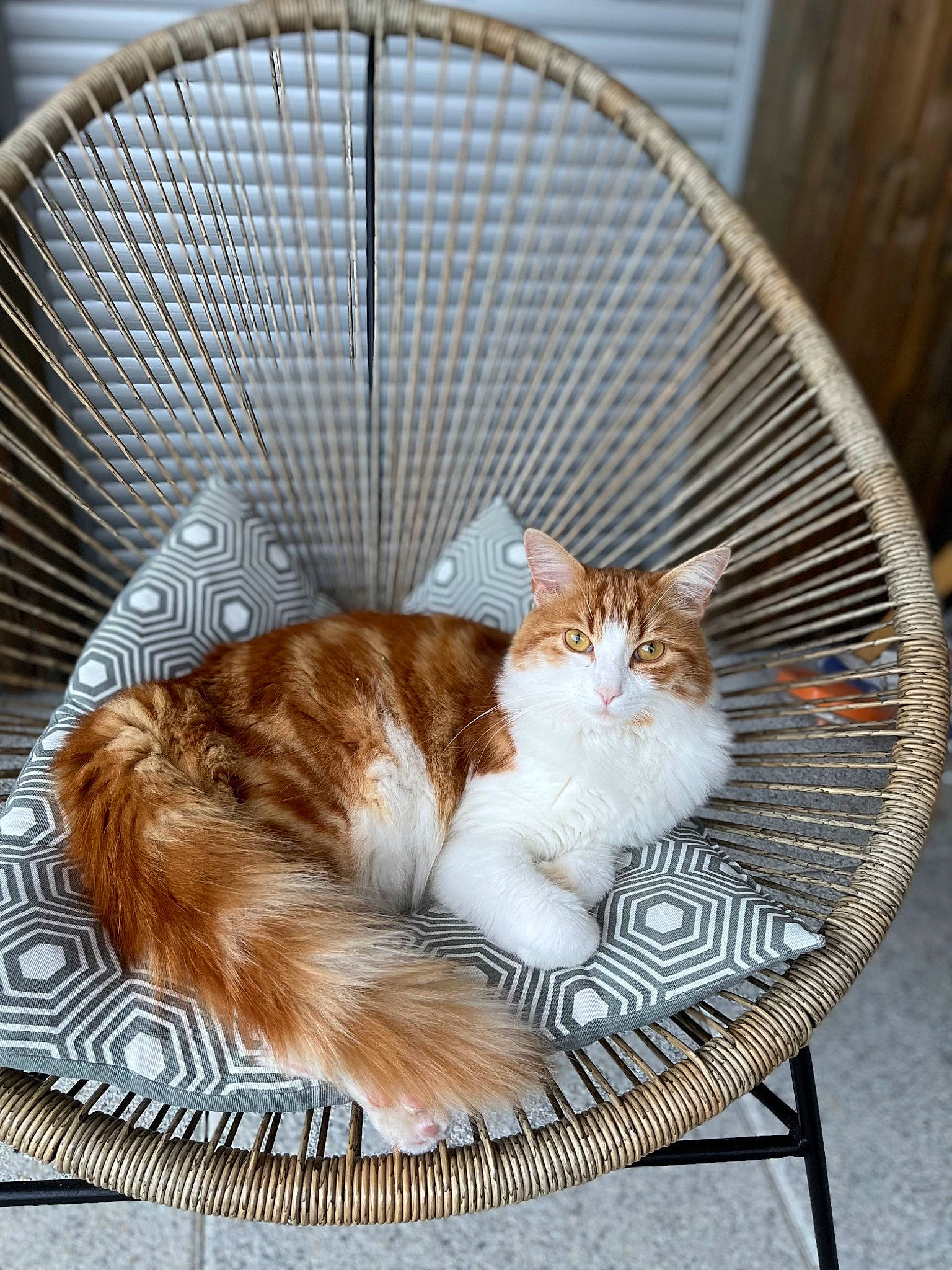 Rajah participe au concours pour gagner de l'argent avec cette photo : animal_shelter, carnivore, cat, cat_supply, claw, comfort, domestic_short_haired_cat, fawn, felidae, fur, pet_supply, sitting, small_to_medium_sized_cats, snout, tail, terrestrial_animal, whiskers, wicker, wood