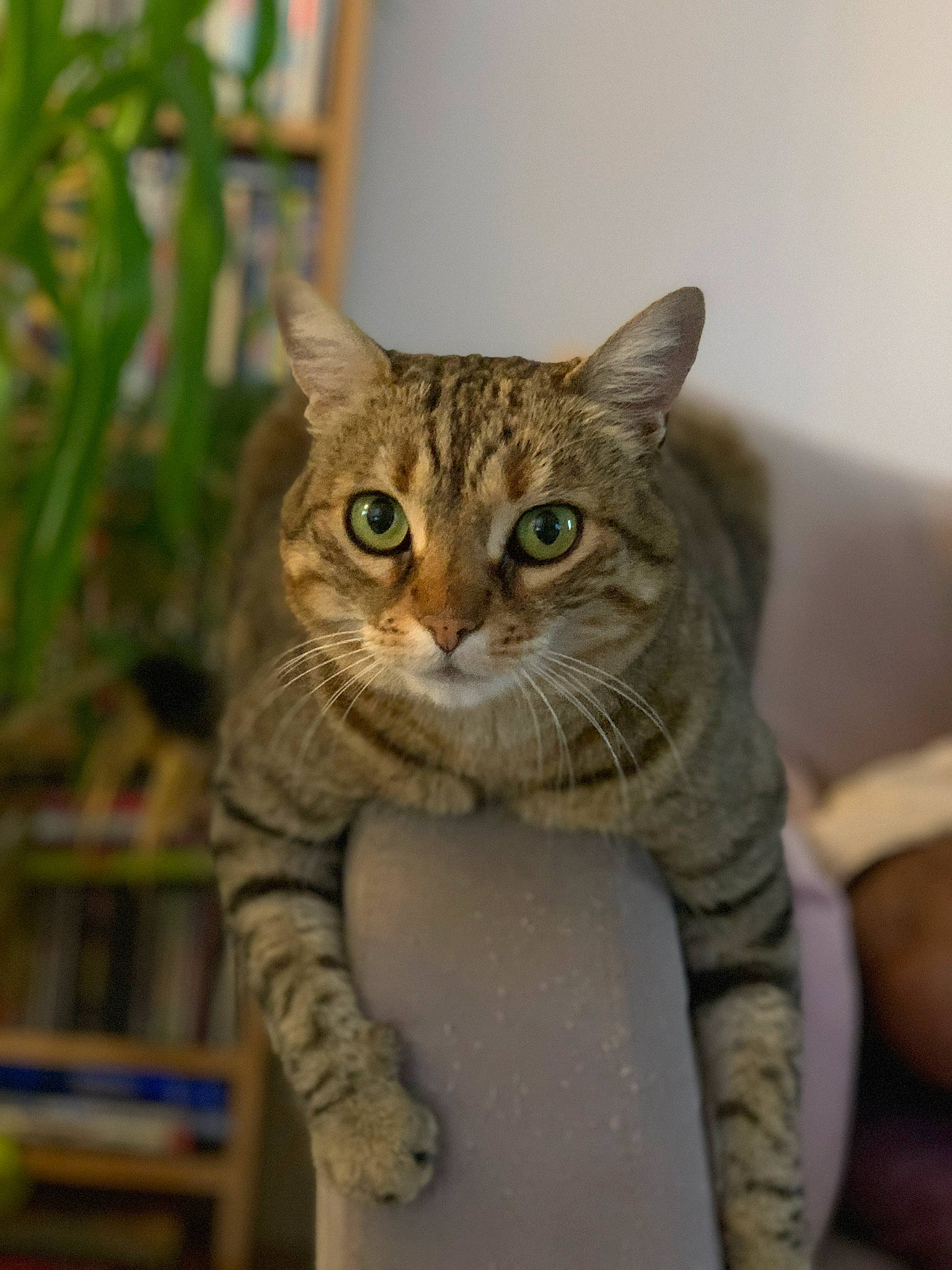 Gipsy participe au concours pour gagner de l'argent avec cette photo : carnivore, cat, domestic_short_haired_cat, eye, fawn, felidae, fur, small_to_medium_sized_cats, snout, tail, terrestrial_animal, whiskers, wildlife, window, wood