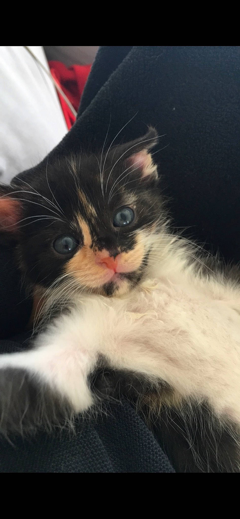 Kitty participe au concours pour gagner de l'argent avec cette photo : carnivore, cat, claw, cloud, comfort, domestic_short_haired_cat, eye, felidae, fur, paw, sky, small_to_medium_sized_cats, tail, whiskers