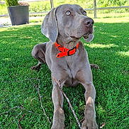 Vico a rejoint le concours — aidez-le/la à gagner de superbes lots ! dog, gray_dog, blue_eyes, orange_collar, grass, sticks, outdoor, daylight, fence, tree, plant_pot, house, pet, animal, canine, nature, relaxed, alert, summer, yard