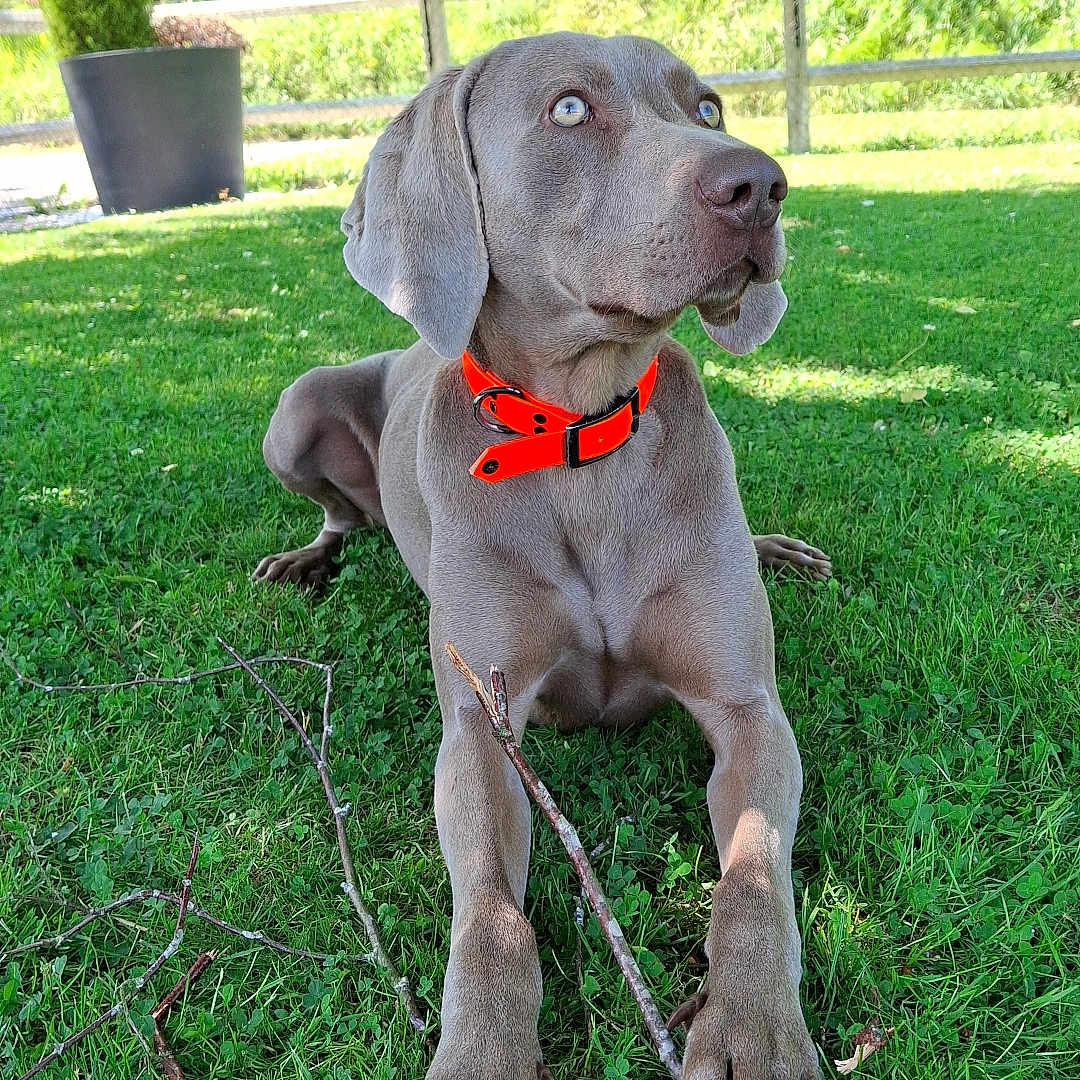 Vico a rejoint le concours — aidez-le/la à gagner de superbes lots ! dog, gray_dog, blue_eyes, orange_collar, grass, sticks, outdoor, daylight, fence, tree, plant_pot, house, pet, animal, canine, nature, relaxed, alert, summer, yard