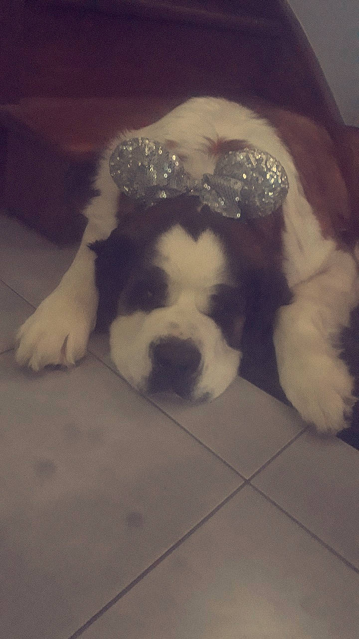 Jenka a rejoint le concours — aidez-le/la à gagner de superbes lots ! canidae, carnivore, dog, dog_breed, fawn, landseer, mammal, non_sporting_group, nose, puppy, puppy_love, sporting_group, st_bernard