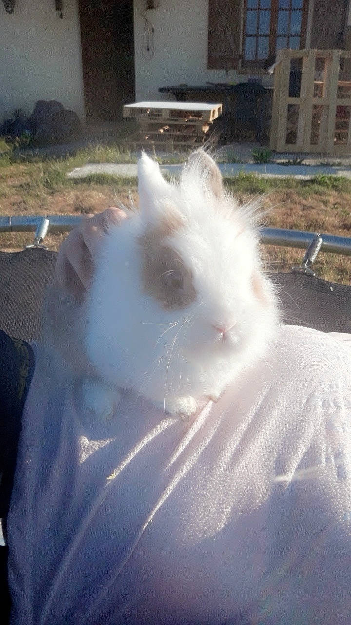 Happy a rejoint le concours — aidez-le/la à gagner de superbes lots ! angora_rabbit, domestic_rabbit, rabbit, rabbits_and_hares, whiskers