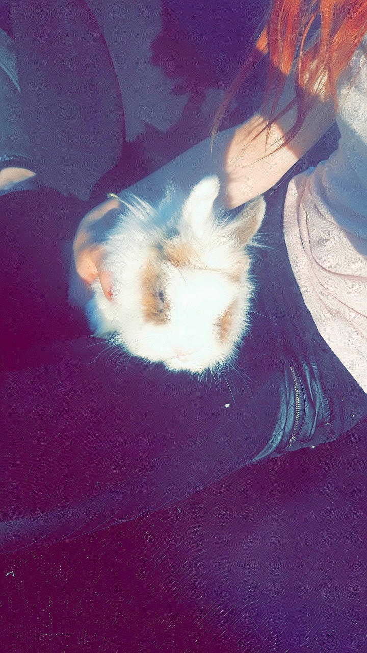 Happy participe au concours pour gagner de l'argent avec cette photo : ear, fawn, fur, sky, tail, whiskers