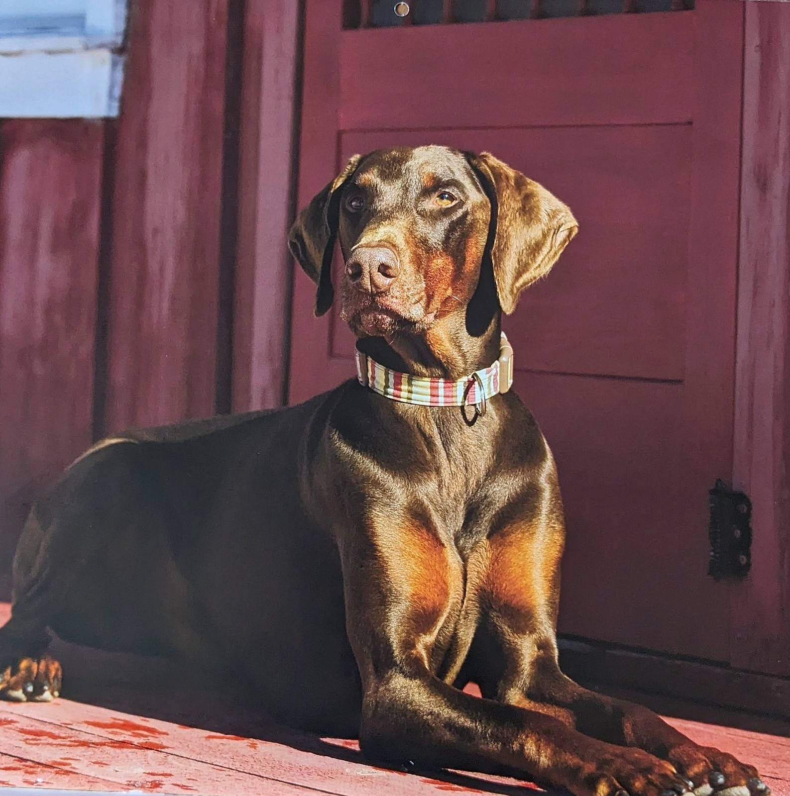 Rusty is registered to the contest to win money with this photo: canidae, carnivore, collar, companion_dog, dog, dog_breed, dog_collar, dog_supply, fawn, fur, guard_dog, leash, liver, pet_supply, snout, sporting_group, table, wood, working_animal, working_dog