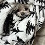 animal, black_and_white, blanket, canine, comfort, cozy, cute, dog, face, fur, indoor, pattern, pet, relaxation, resting, snuggle, soft, texture, warm, wrapped