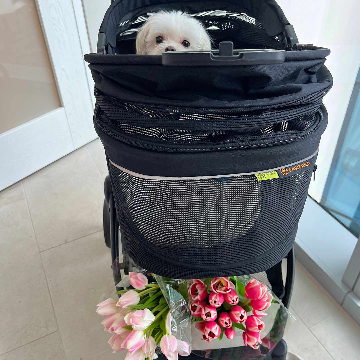 Bear joined the competition — help win amazing prizes! animal, bag, black_stroller, bright_light, curious, cute, dog, domestic, floor_tiles, flower_bouquet, flowers, glass_door, indoor, leisure, pet, pet_stroller, pink_tulips, small_dog, white_dog, window