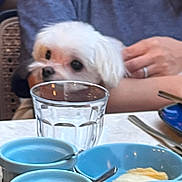 Bear joined the competition — help win amazing prizes! arm, blue_bowl, chair, clothing, cute, dining, dog, food, furniture, glass, hand, indoor, person, pet, restaurant, small_dog, spoon, table, water, white_dog