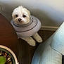 Bear joined the competition — help win amazing prizes! animal, chair, collar, companion, cone, curious, cute, dog, domestic, floor, fluffy, furniture, houseplant, indoor, looking_up, pet, plant_pot, small_dog, white_dog, wooden_table