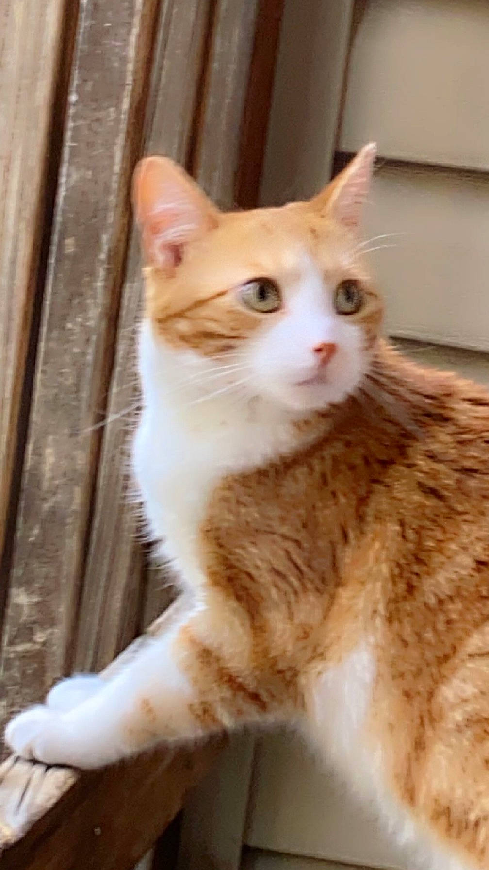 Cow joined the competition — help win amazing prizes! carnivore, cat, claw, domestic_short_haired_cat, fawn, felidae, fur, iris, paw, sitting, small_to_medium_sized_cats, snout, tail, terrestrial_animal, whiskers, window, wood