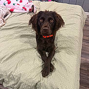 Cash is registered to the contest to win money with this photo: bed, bedspread, blanket, brown_dog, collar, cozy, crossed_paws, curly_fur, decor, dog, flooring, furniture, indoor, looking_at_camera, nightstand, pet, power_outlet, room, wall, wood_floor