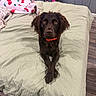 bed, bedspread, blanket, brown_dog, collar, cozy, crossed_paws, curly_fur, decor, dog, flooring, furniture, indoor, looking_at_camera, nightstand, pet, power_outlet, room, wall, wood_floor