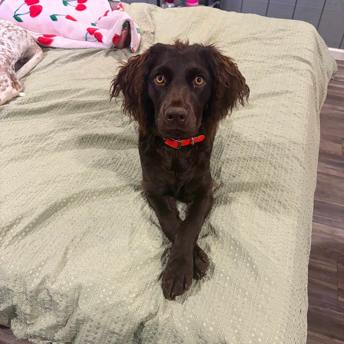 Cash is registered to the contest to win money with this photo: bed, bedspread, blanket, brown_dog, collar, cozy, crossed_paws, curly_fur, decor, dog, flooring, furniture, indoor, looking_at_camera, nightstand, pet, power_outlet, room, wall, wood_floor