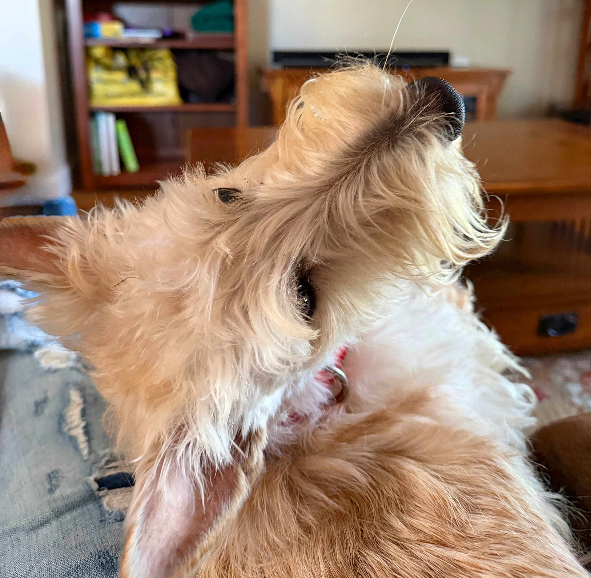 Daisy is registered to the contest to win money with this photo: dog, small_dog, terrier, close_up, profile, fur, nose, whiskers, ear, collar, indoor, couch, furniture, bookshelf, wooden_table, cozy, pet, domestic_animal, home_interior, relaxed