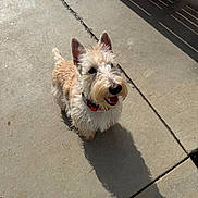 Daisy is registered to the contest to win money with this photo: dog, terrier, small_dog, happy, sitting, pavement, shadow, sunlight, outdoor, collar, fur, whiskers, ears, tongue, smile, looking_up, concrete, pet, domestic_animal, cute
