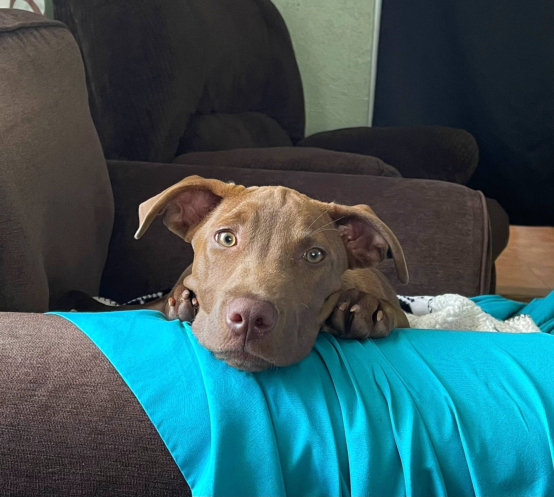 Chief is registered to the contest to win money with this photo: canidae, carnivore, chair, comfort, companion_dog, couch, dog, dog_breed, dog_supply, fawn, guard_dog, liver, non_sporting_group, snout, sporting_group, whiskers, working_animal