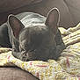 dog, french_bulldog, pet, sleeping, blanket, couch, cozy, ears, snout, paw, fur, indoor, nap, muzzle, home, domestic_animal, lounging, soft_texture, rim_light, closeup