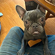 Winston is registered to the contest to win money with this photo: black_coat, close_up, companion, curious_expression, cute, dog, ears, eyes, french_bulldog, furniture, hardwood_floor, indoor, jeans, lap, looking_up, paws, pet, portrait, table, teeth