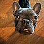 dog, french_bulldog, pet, hardwood_floor, close_up, portrait, big_eyes, upright_ears, teeth, nose, snout, funny_expression, looking_up, indoor, backpack, brown_floor, short_hair, canine, curious, whiskers