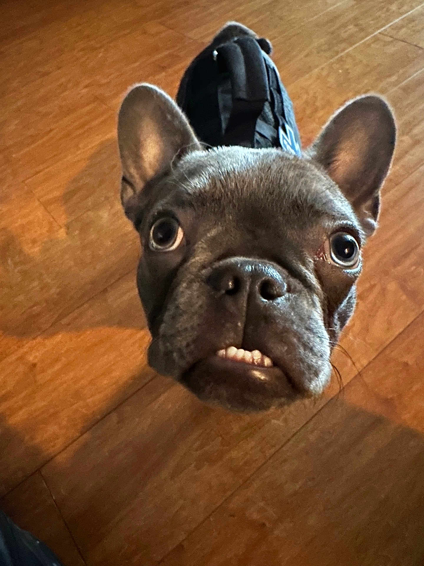 Winston joined the competition — help win amazing prizes! dog, french_bulldog, pet, hardwood_floor, close_up, portrait, big_eyes, upright_ears, teeth, nose, snout, funny_expression, looking_up, indoor, backpack, brown_floor, short_hair, canine, curious, whiskers