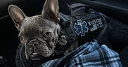 Winston is registered to the contest to win money with this photo: blanket, buckle, car_interior, cute, dashboard, dog, dog_tag, ears, ems_patch, eyebrows, french_bulldog, front_seat, harness, medical_patch, passenger_seat, pet, plaid_blanket, portrait, travel, wrinkled_face