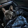 Winston is registered to the contest to win money with this photo: dog, french_bulldog, pet, car_interior, passenger_seat, blanket, plaid_blanket, harness, ems_patch, medical_patch, dog_tag, ears, wrinkled_face, eyebrows, front_seat, dashboard, travel, cute, portrait, buckle