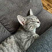 Indy is registered to the contest to win money with this photo: cat, gray_tabby, feline, pet, indoor, cushion, texture, relaxed, resting, cozy, closeup, fur, whiskers, ears, eyes, side_view, comfort, home, wood_floor, quiet