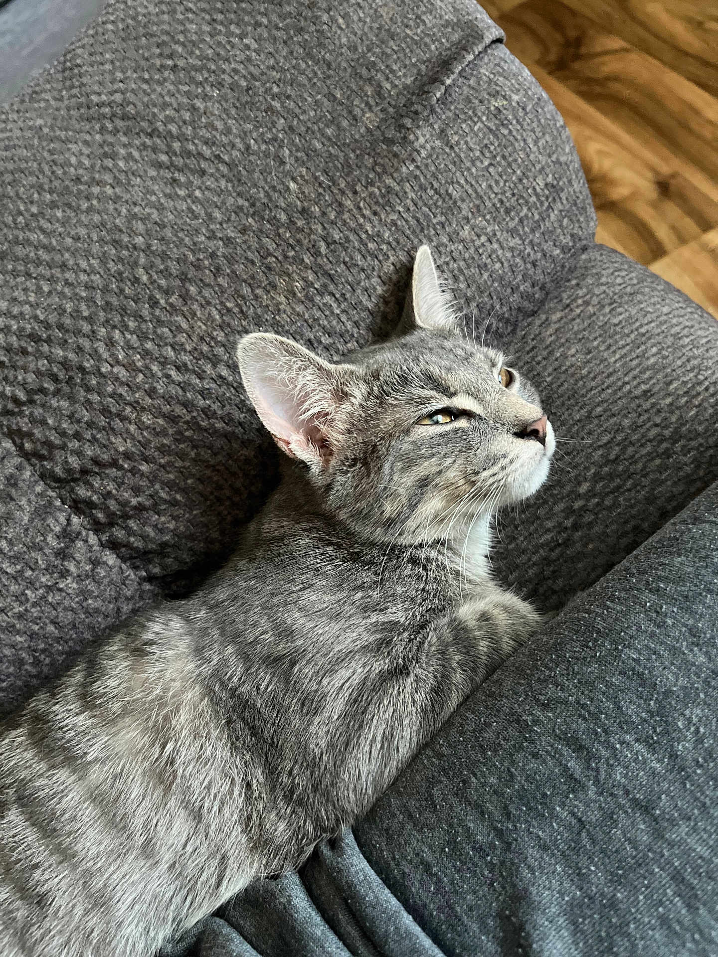 Indy is registered to the contest to win money with this photo: cat, gray_tabby, feline, pet, indoor, cushion, texture, relaxed, resting, cozy, closeup, fur, whiskers, ears, eyes, side_view, comfort, home, wood_floor, quiet