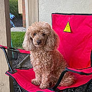 Gigi joined the competition — help win amazing prizes! animal, brown, calm, canine, companion, curly_fur, cute, daylight, dog, furniture, grass, home, outdoor, pet, porch, red_chair, relaxed, sitting, texture, wood