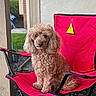animal, brown, calm, canine, companion, curly_fur, cute, daylight, dog, furniture, grass, home, outdoor, pet, porch, red_chair, relaxed, sitting, texture, wood