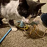 cat, toy, carpet, indoor, gray_and_white_cat, curious, playing, pet, door, second_cat, feline, person_leg, home, floor, close_up, animal, whiskers, paws, fun, pet_toy