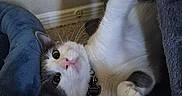 Levi joined the competition — help win amazing prizes! cat, pet, indoor, carpet, paw, curious, feline, whiskers, wide_eyes, pink_nose, collar, tag, soft_fabric, cushion, gray, blue, cozy, relaxed, playful, domestic